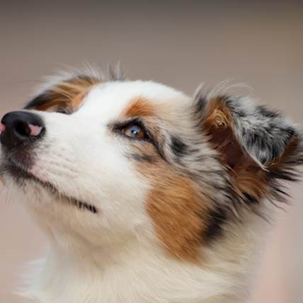 Image for Pyometra in Dogs: A Detailed Guide