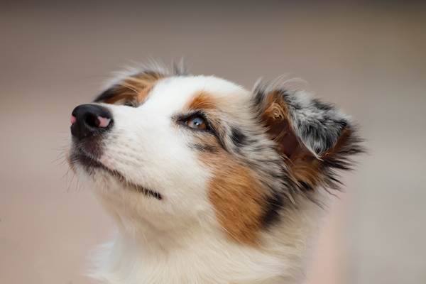 Pyometra in Dogs: A Detailed Guide