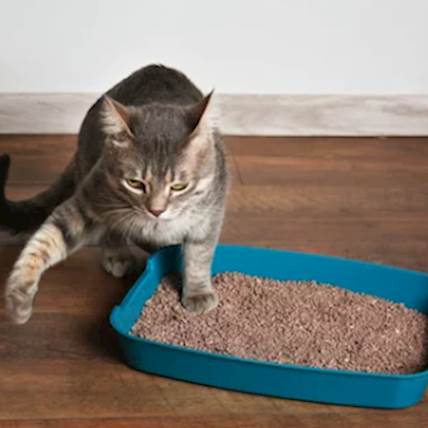 Image for Your Cat's Litter Box Mishaps