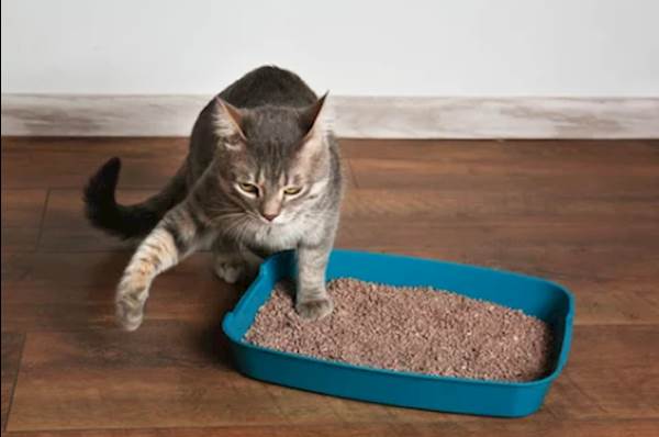 Your Cat's Litter Box Mishaps