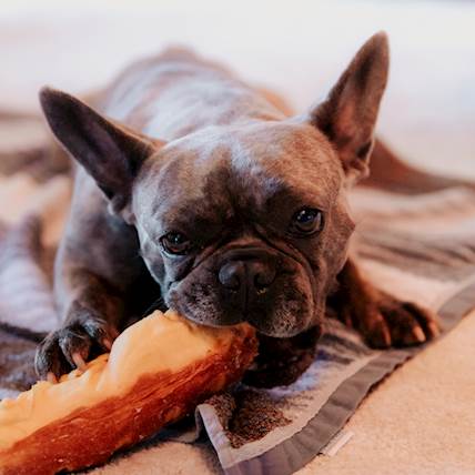 How to Deal With Your Dog’s Unhealthy Cravings 