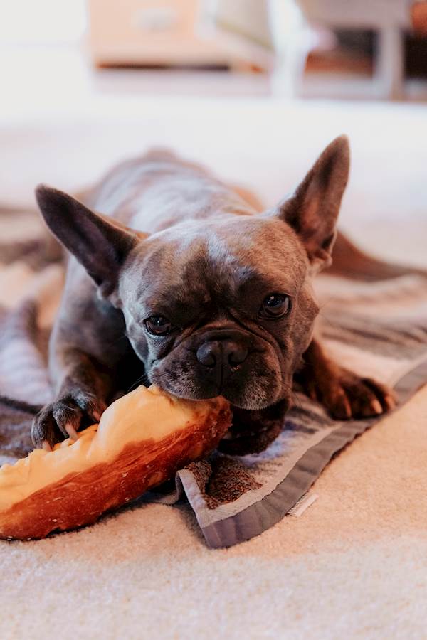 How to Deal With Your Dog’s Unhealthy Cravings 