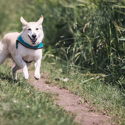 How to Keep Your Dog Healthy Throughout Their Life?