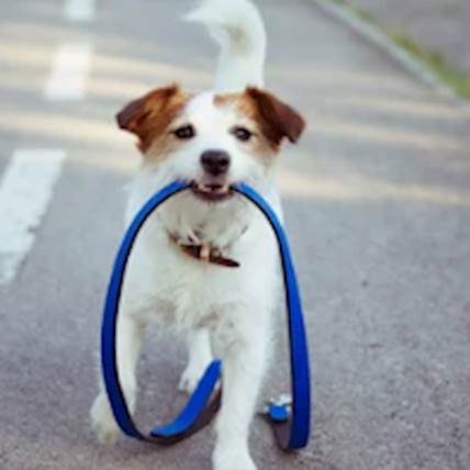 What to Do When Your Dog Gets Hit by a Car