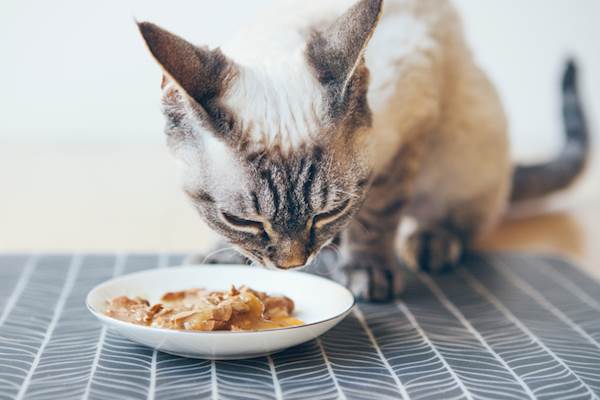 carb free cat food