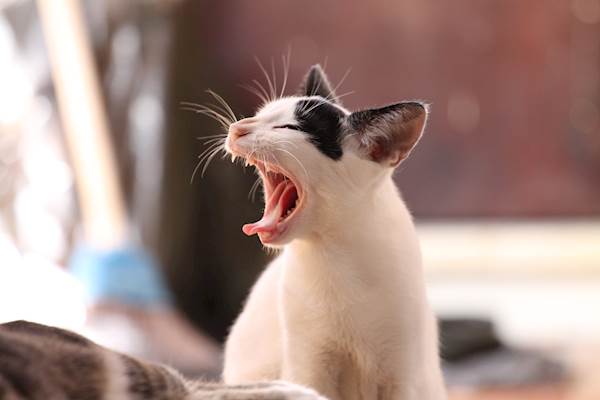Thrombocytopenia in Cats: Causes, Symptoms, and Treatment