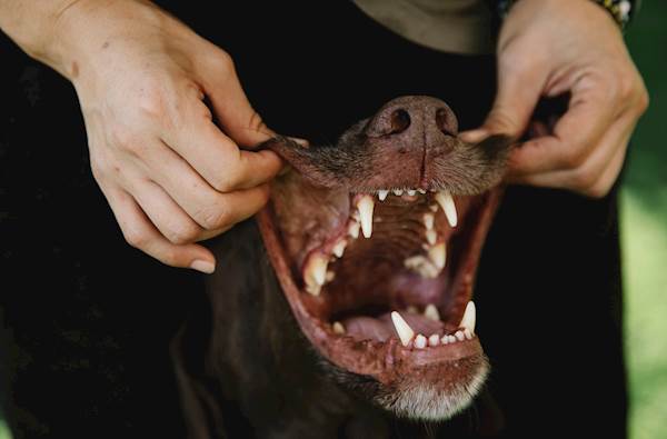 Bad Breath In Pets