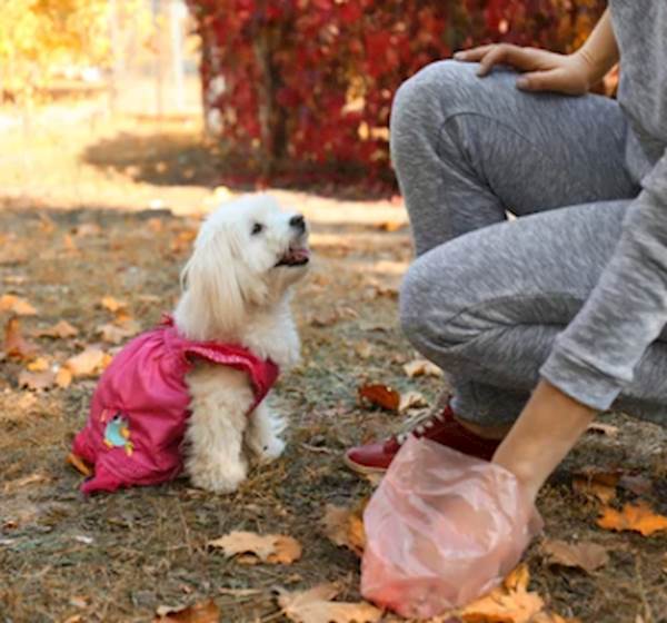 The Best Ways to Pick Up Your Dog's Poop