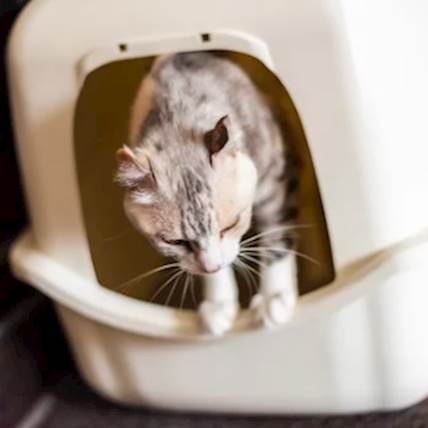 Litter Box Training
