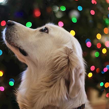 Actinomycosis in Dogs: A Closer Look