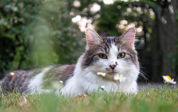 Is Your Cat Suffering From Feline Atopic Dermatitis?