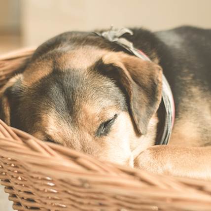 Stroke in Dogs: A Closer Look