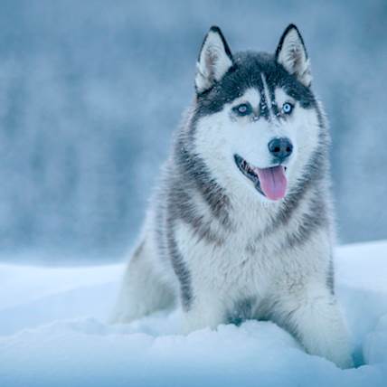 Highlighting the Key Dog Health Tips for Winters