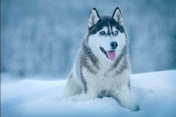 Highlighting the Key Dog Health Tips for Winters