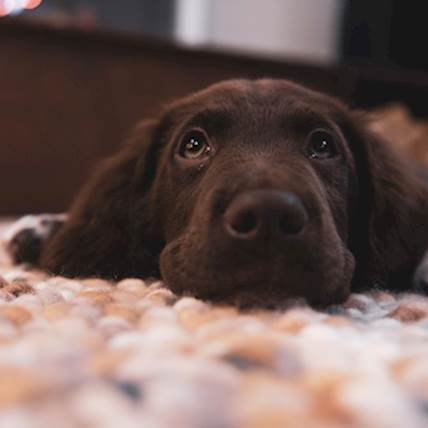 A Comprehensive Approach to Diagnosing and Treating Conjunctivitis in Dogs