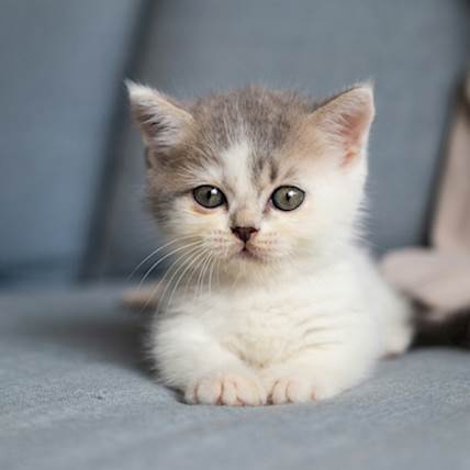 Exploring the Dos and Don'ts of Feeding Kittens Adult Cat Food