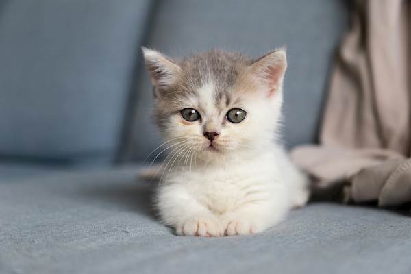Exploring the Dos and Don'ts of Feeding Kittens Adult Cat Food