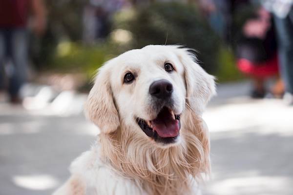 11 Effective Tips to Make Your Dog Feel Happy Always