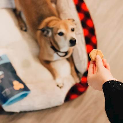 What You Should Remember When Feeding Your Dog Treats