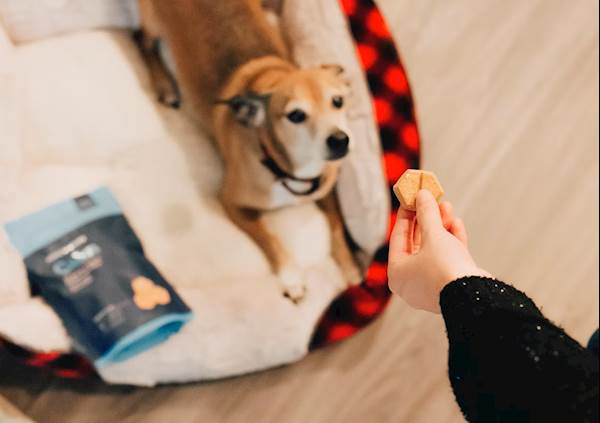 What You Should Remember When Feeding Your Dog Treats