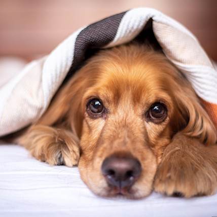 Benign Prostatic Hyperplasia (Prostate Enlargement) in Dogs