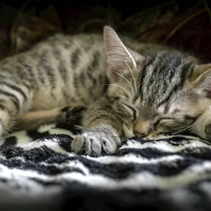 Bacterial Uterine Infection (Metritis) in Cats
