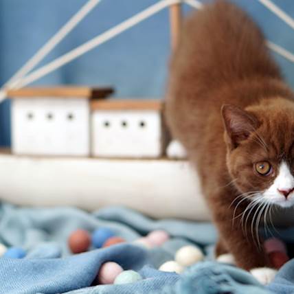 Q Fever in Cats: Causes, Symptoms, and Treatment