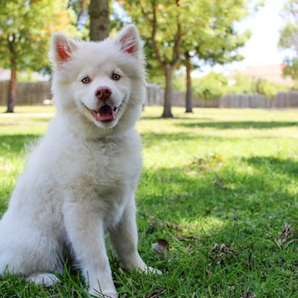 Image for Improving Nutrient Absorption: Tips to Boost Your Dog's Digestive Enzymes