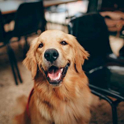 Pyothorax in Dogs: Causes, Symptoms, and Treatment