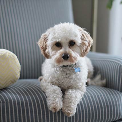 Hydrocephalus in Dogs: Causes, Symptoms, and Treatment