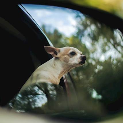 5 Things You Must Carry With You When Traveling With Your Dog