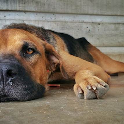 Leash Reactivity in Dogs: Causes, Signs, and Management