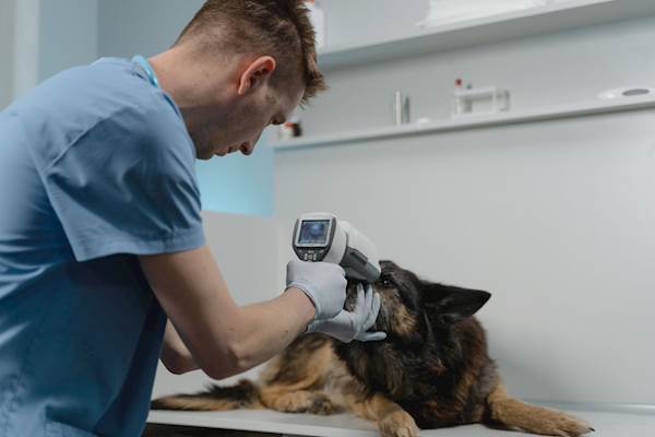 How to Prevent/Minimize Vision Loss in Diabetic Dogs