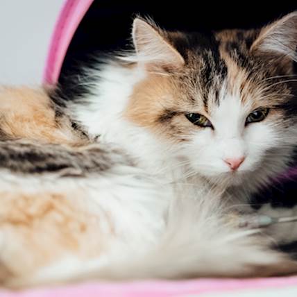 Ectopic Ureter in Cats: A Urethral Shaft Abnormality