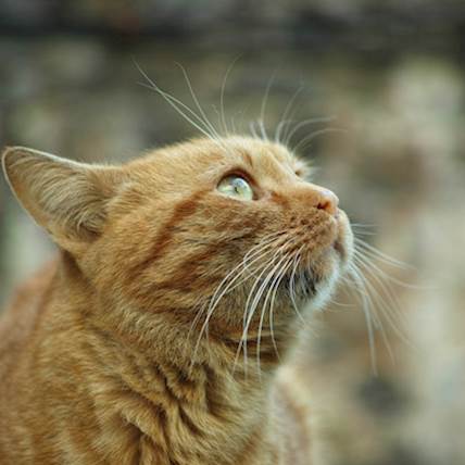 Vesiculopustular Dermatoses (Skin Blisters) in Cats