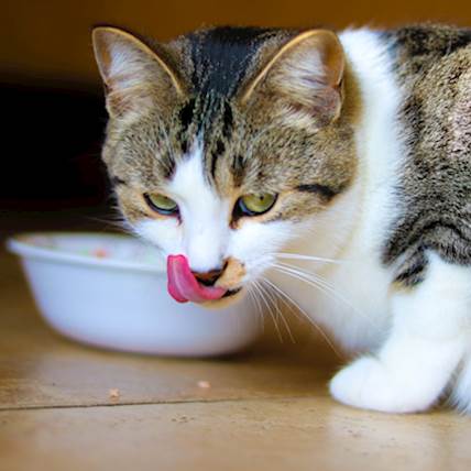 4 Signs You Are Feeding the Wrong Diet to Your Cat