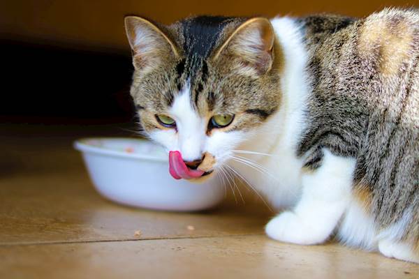 4 Signs You Are Feeding the Wrong Diet to Your Cat