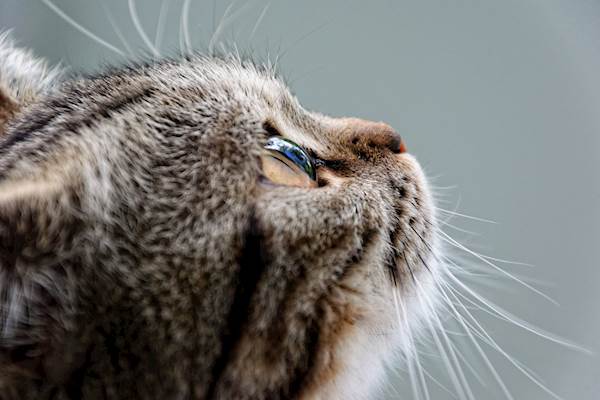Feline Uveitis: Causes, Symptoms, and Treatment
