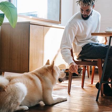 Happy Tail Syndrome in Dogs: Causes, Symptoms, and Treatment