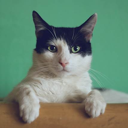Taurine Deficiency in Cats: How It's Diagnosed and Treated