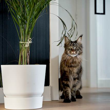 Image for Understanding the Risks: Is Pomegranate Safe for Cats
