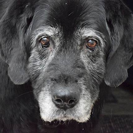 Image for Chronic Obstructive Pulmonary Disorder in Dogs