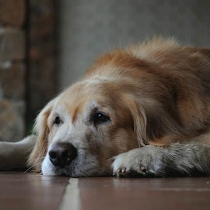 How an Appetite Stimulant Can Revitalize Your Senior Dog's Eating Habits