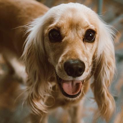 Canine Leukocyte Adhesion Deficiency (CLAD)