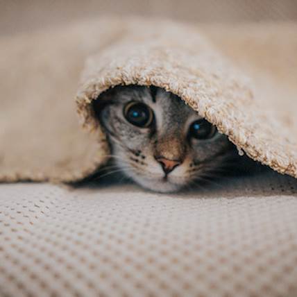Image for Cat Aggression