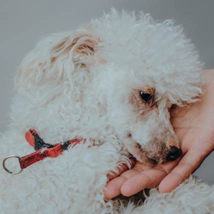 Exertional Myopathy (Rhabdomyolysis) in Dogs