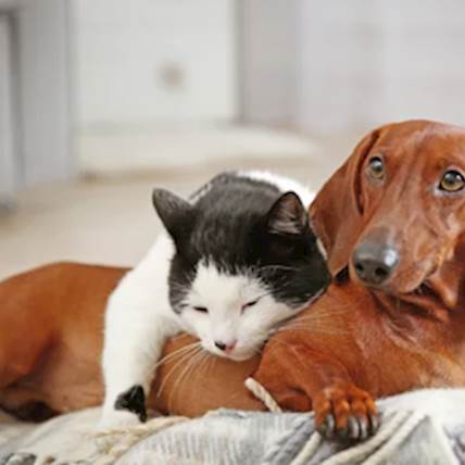Image for Capstar Flea Treatment for Dogs and Cats