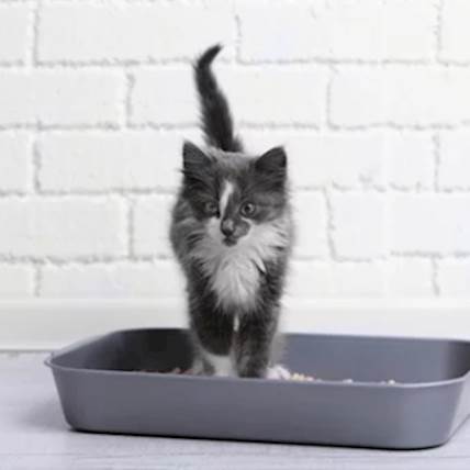 Urinary SO Cat Food