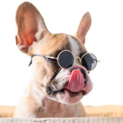 Royal Canin Dog Food