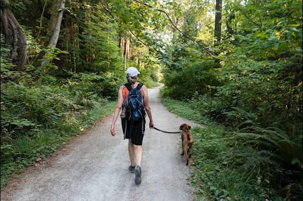 What You Should Know Before Taking Your Dog Out for a Walk
